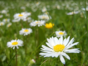white Daisies selective focus photography HD wallpaper