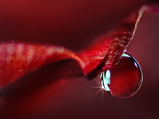 macro photography of red petal with water droplet HD wallpaper