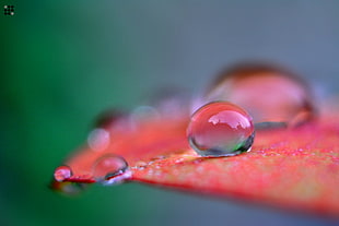 selected photo of drop water on red leaf HD wallpaper