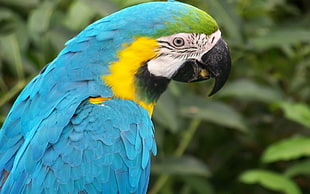 blue and yellow parrot HD wallpaper