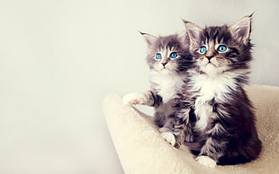 two short-haired gray kittens, cat, blue eyes, kittens, animals HD wallpaper