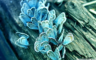 blue butterflies, macro, butterfly, insect, wood HD wallpaper
