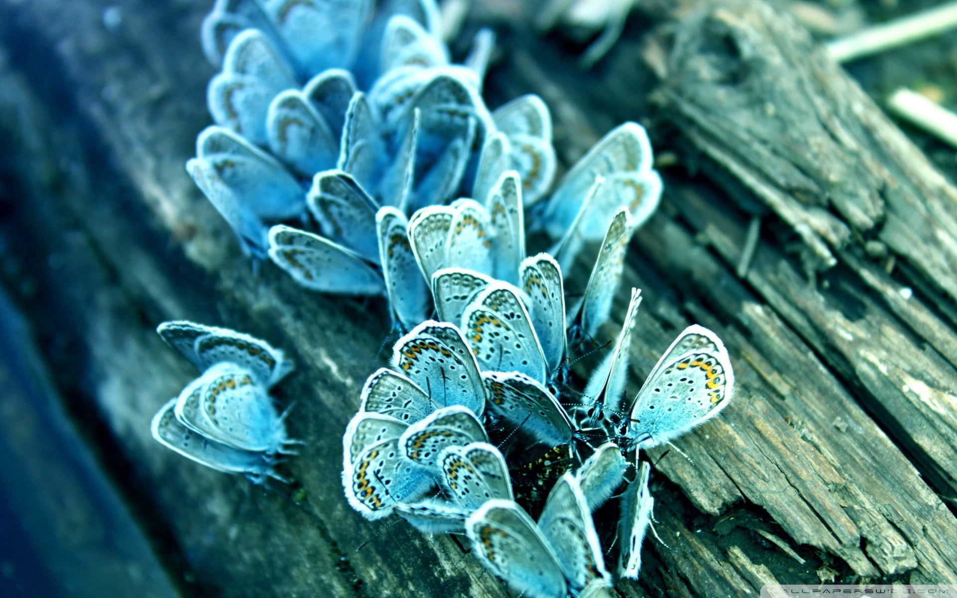 blue butterflies, macro, butterfly, insect, wood