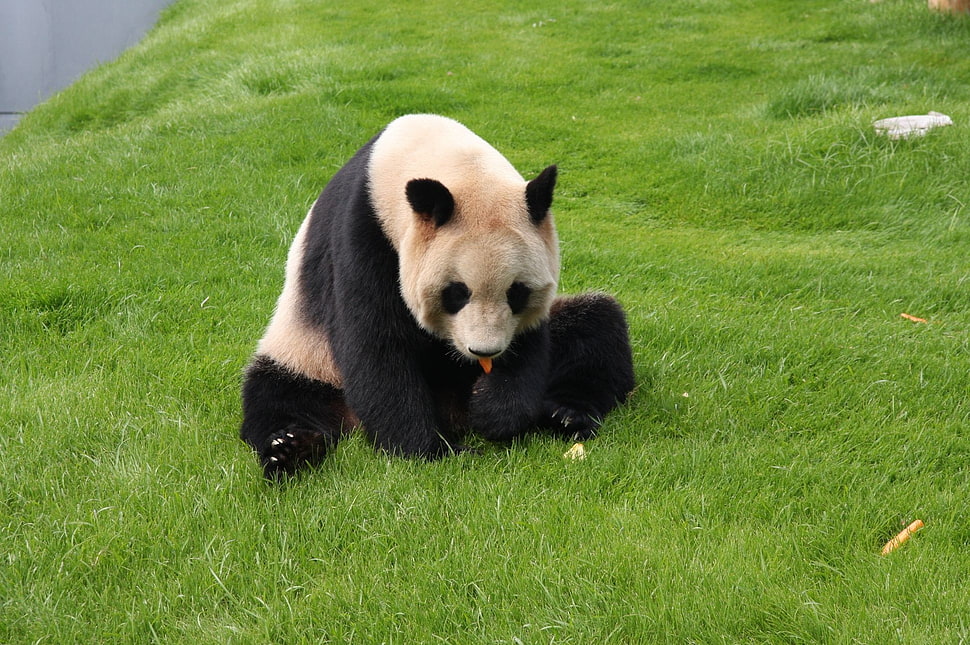 beige and black panda on green grass field HD wallpaper