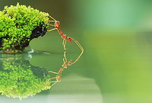 fire ant on green grass near calm body of water in closeup photo, red ant