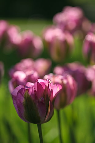 close-up photo of pink petaled flower