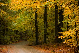 green and orange leaved trees near road HD wallpaper