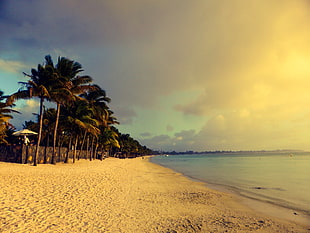 white sand beach with palm trees under white and blue cloudy sky during daytime