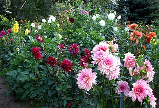 pink and red flower fields