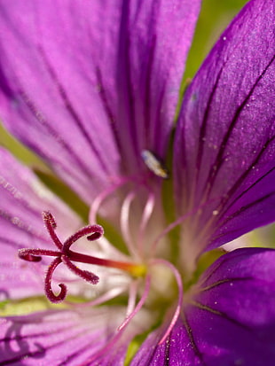 pink Hibiscus macro photography HD wallpaper