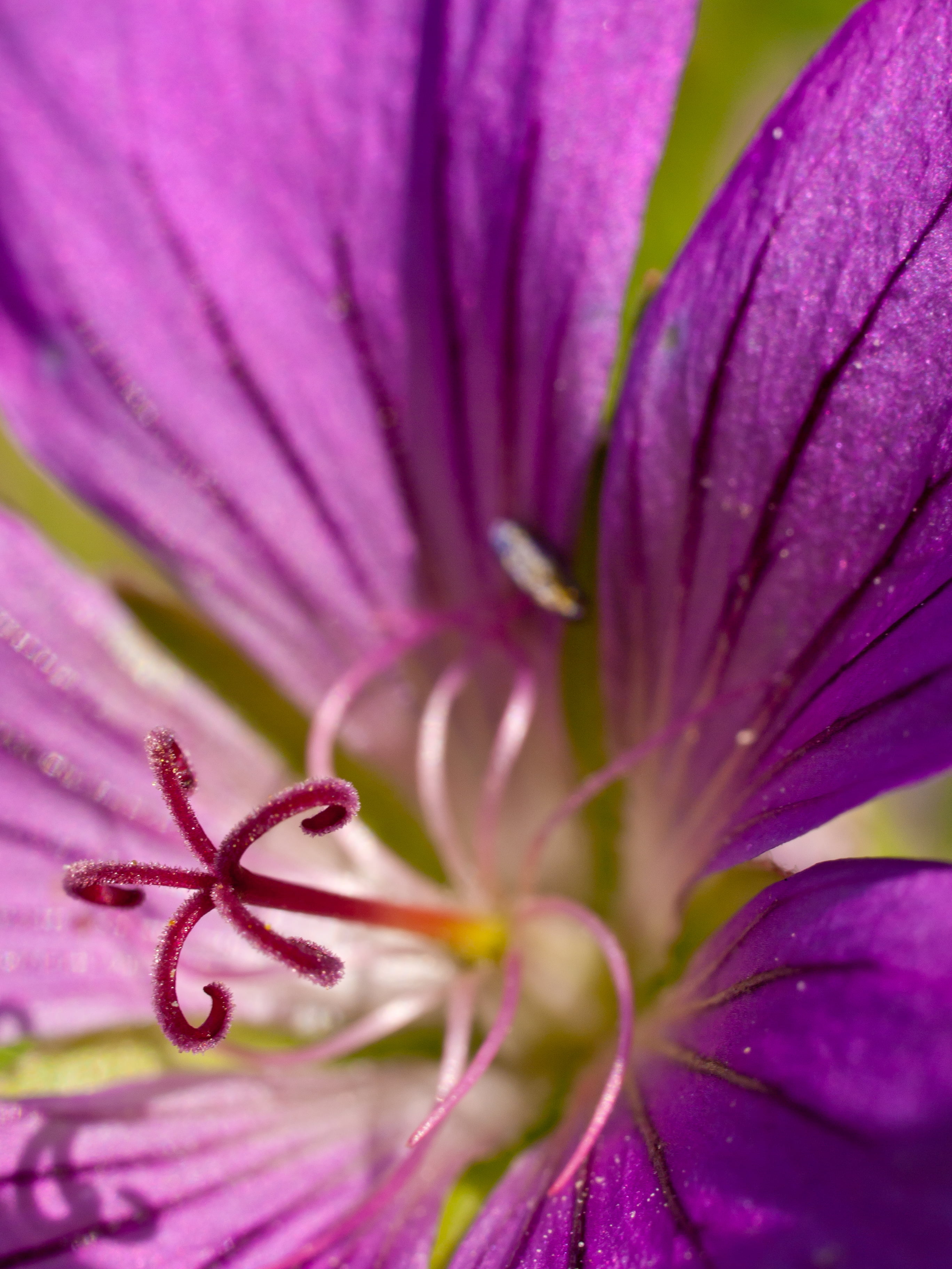 pink Hibiscus macro photography