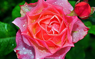 shallow focus photography of pink rose