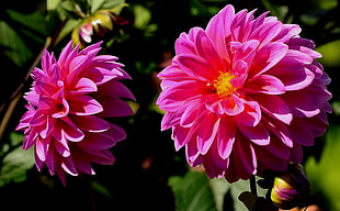 shallow focus photography of pink flowers