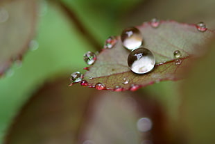 close up photography of two droplets on leaf