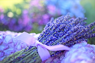 macro shot photography of purple flowers HD wallpaper