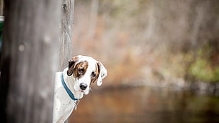 white and black short coated dog, animals, dog, blurred HD wallpaper