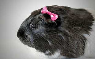 black and white guinea pig HD wallpaper
