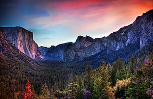 panoramic photo of mountains with trees, yosemite valley HD wallpaper