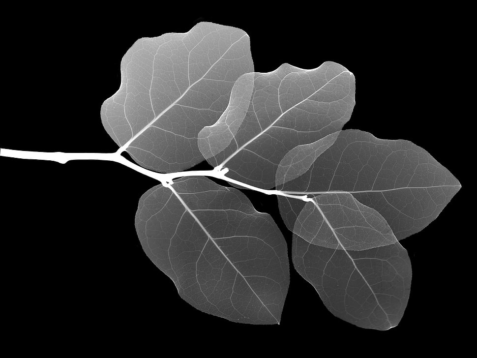 grey leafed plants, monochrome, leaves, x-rays HD wallpaper