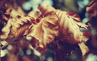 withered leaves in close-up photo HD wallpaper