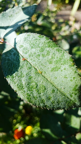 green and white stone fragment, Cosmos (flower), water drops, water, rose