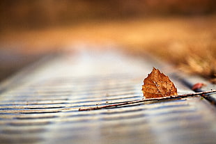 tilt shift lens photography of brown branch with leave