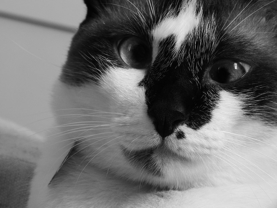 closeup photo of white and black cat HD wallpaper