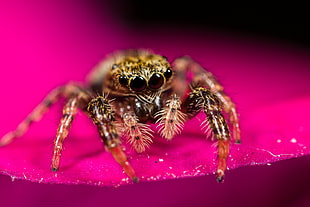 selective focus photography of brown and black Tarantula