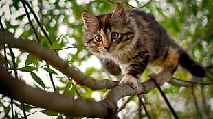 selective focus photo of brown cat