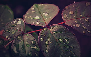 water drops on green plant leaf HD wallpaper