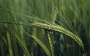 focus photo of green wheat HD wallpaper