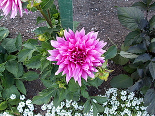 pink Dahlia flower