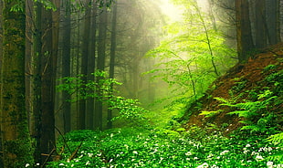 green leafed plants, nature, landscape, green, mist HD wallpaper