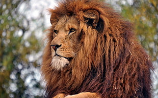 lion HD wallpaper