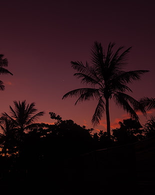 silhouette of palm tree