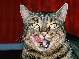 black Tabby cat showing tongue HD wallpaper