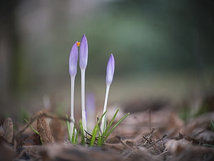 purple Crocus flowers close-up photo