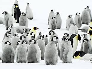 group of penguins at the glacier HD wallpaper