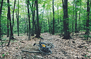 black road bike, forest, trees, bicycle