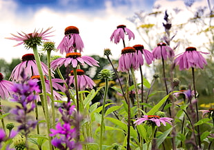 pink petal flower during daytime, daisy