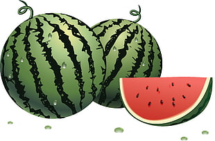 watermelon illustration HD wallpaper