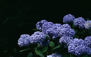 photography of purple Hydrangeas HD wallpaper