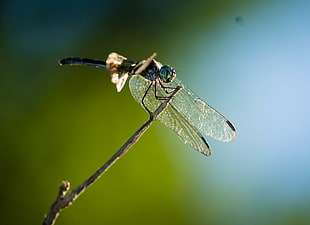 dragonfly perched on brown branch in closeup photo