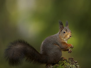 squirrel photography