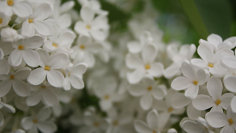 tilt lens photography of white flowers HD wallpaper