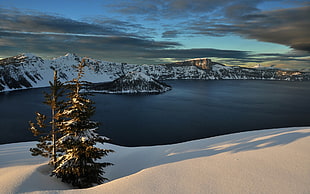 pine tree, nature, landscape, snow, lake