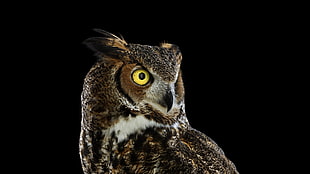 brown and black barn owl, photography, animals, birds, owl HD wallpaper