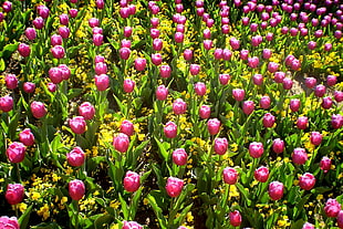 pink roses field HD wallpaper