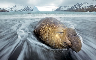 time lapse photography of brown seal on body of water HD wallpaper