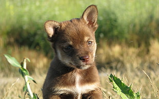 New Guinea Singing Dog puppy HD wallpaper